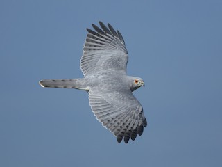 Shikra - Accipiter badius - Birds of the World