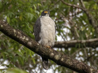  - Gray-bellied Hawk