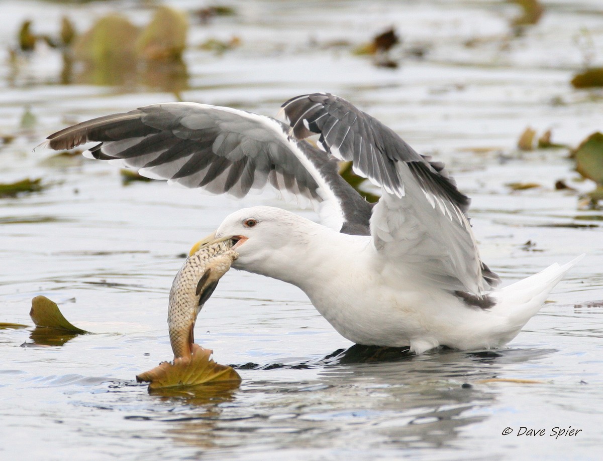 Great Black-backed Gull - Dave Spier