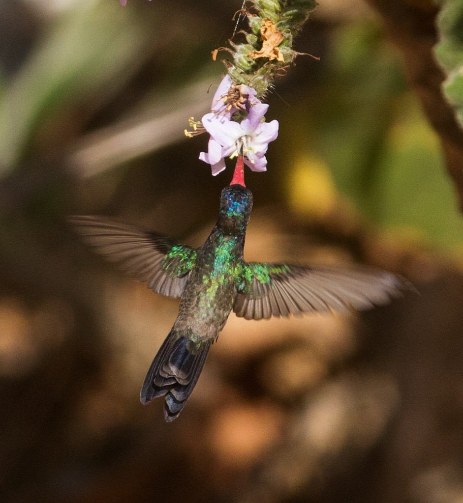 Turquoise-crowned Hummingbird - manuel grosselet