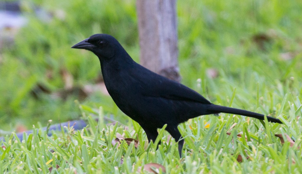 Melodious Blackbird - manuel grosselet