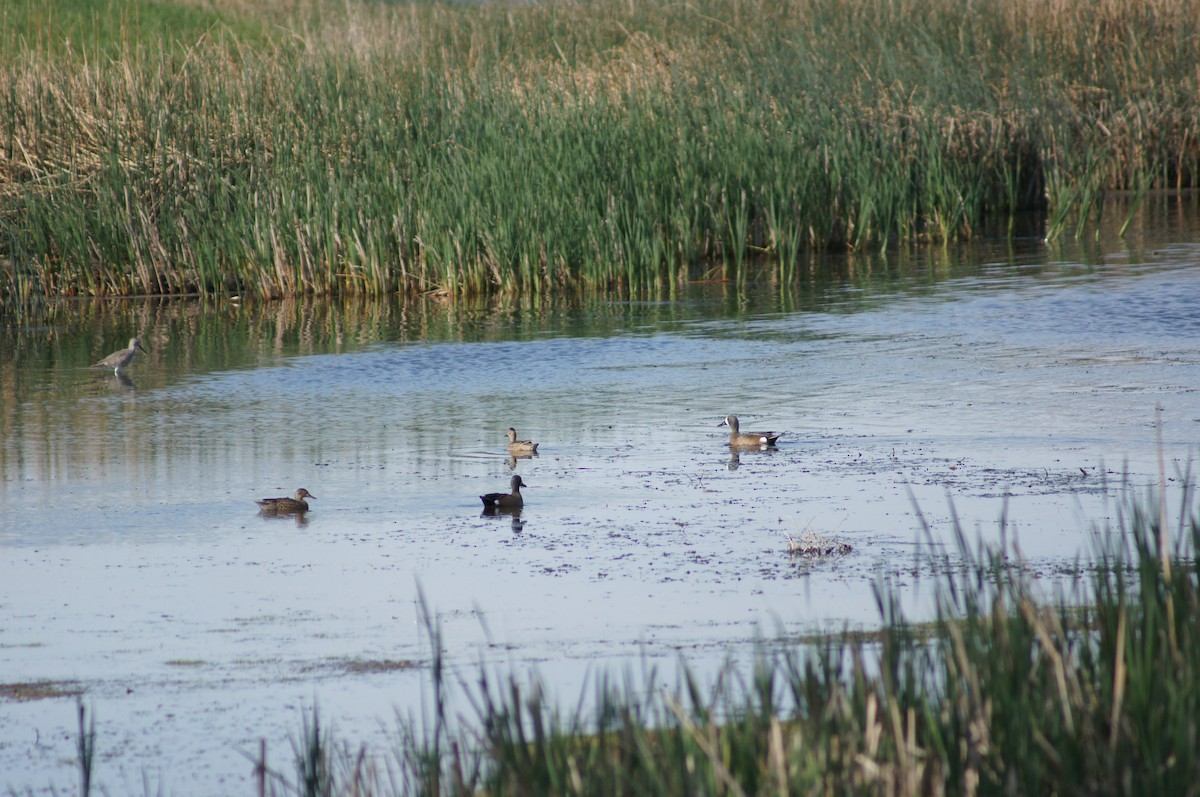 Blue-winged Teal - ML210304691