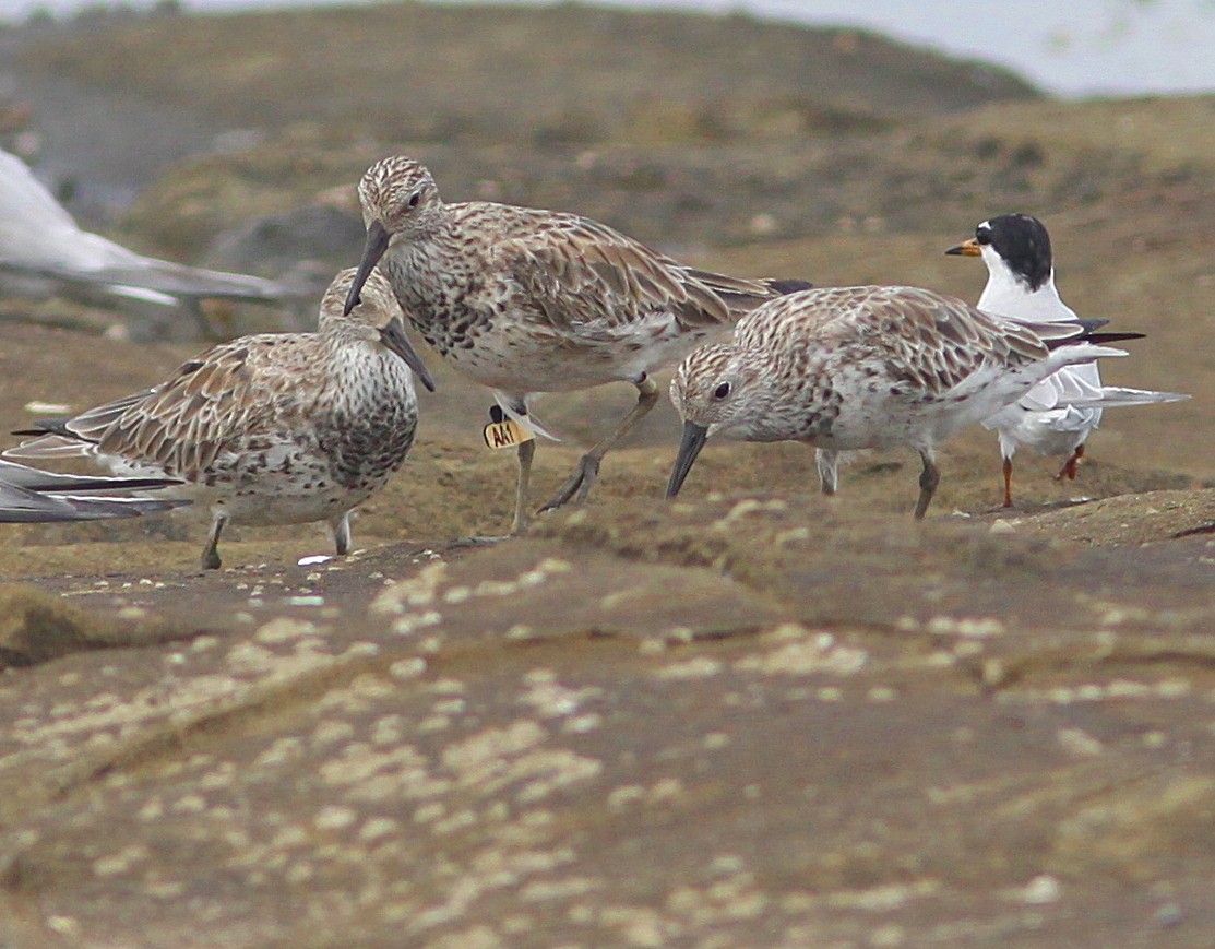 Great Knot - ML210309051