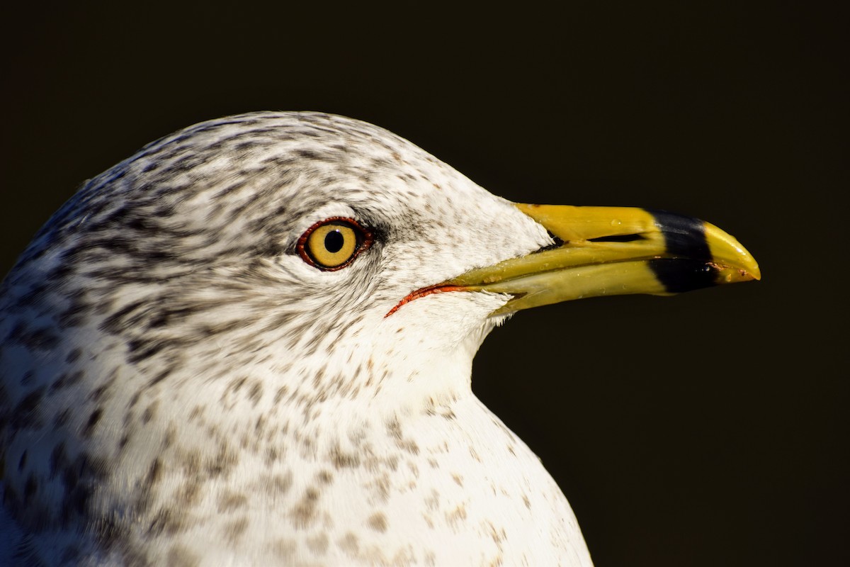 Ring-billed Gull - Silas Powell