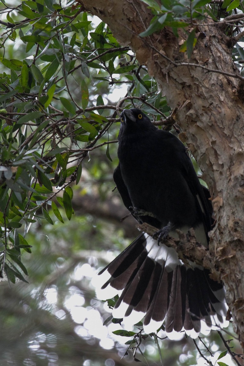 Pied Currawong - ML210324801