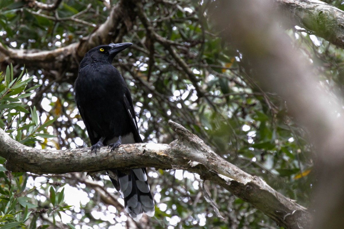 Pied Currawong - ML210324811