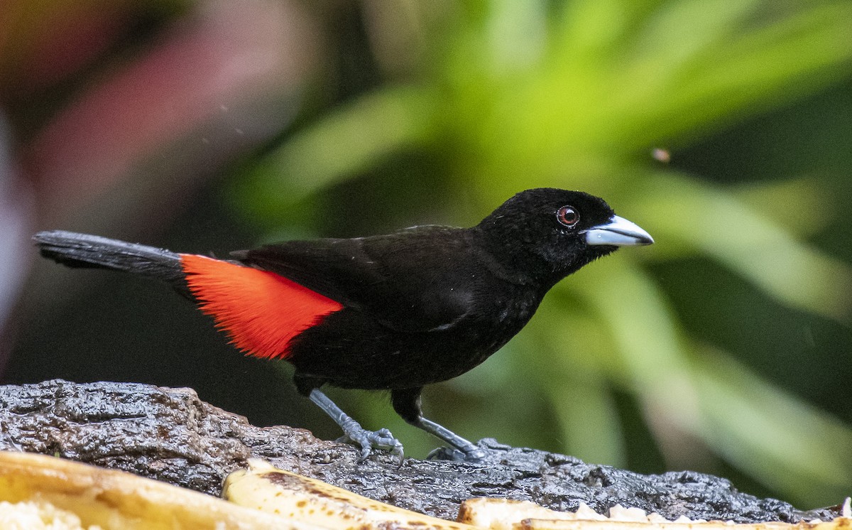 Scarlet-rumped Tanager - ML210326801