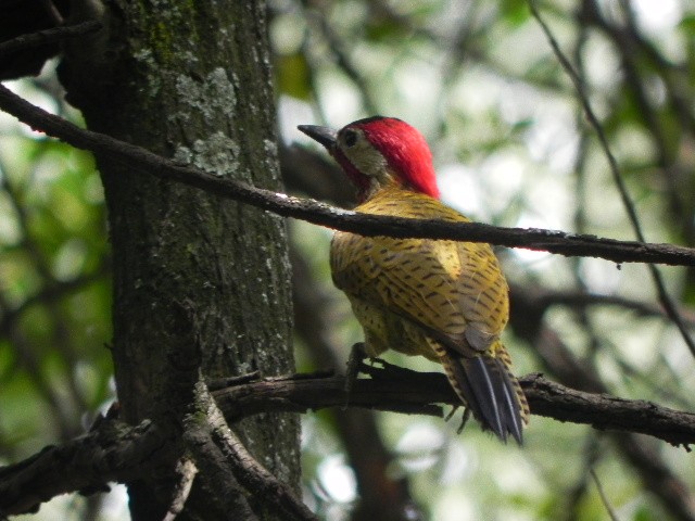 Spot-breasted Woodpecker - ML21032681