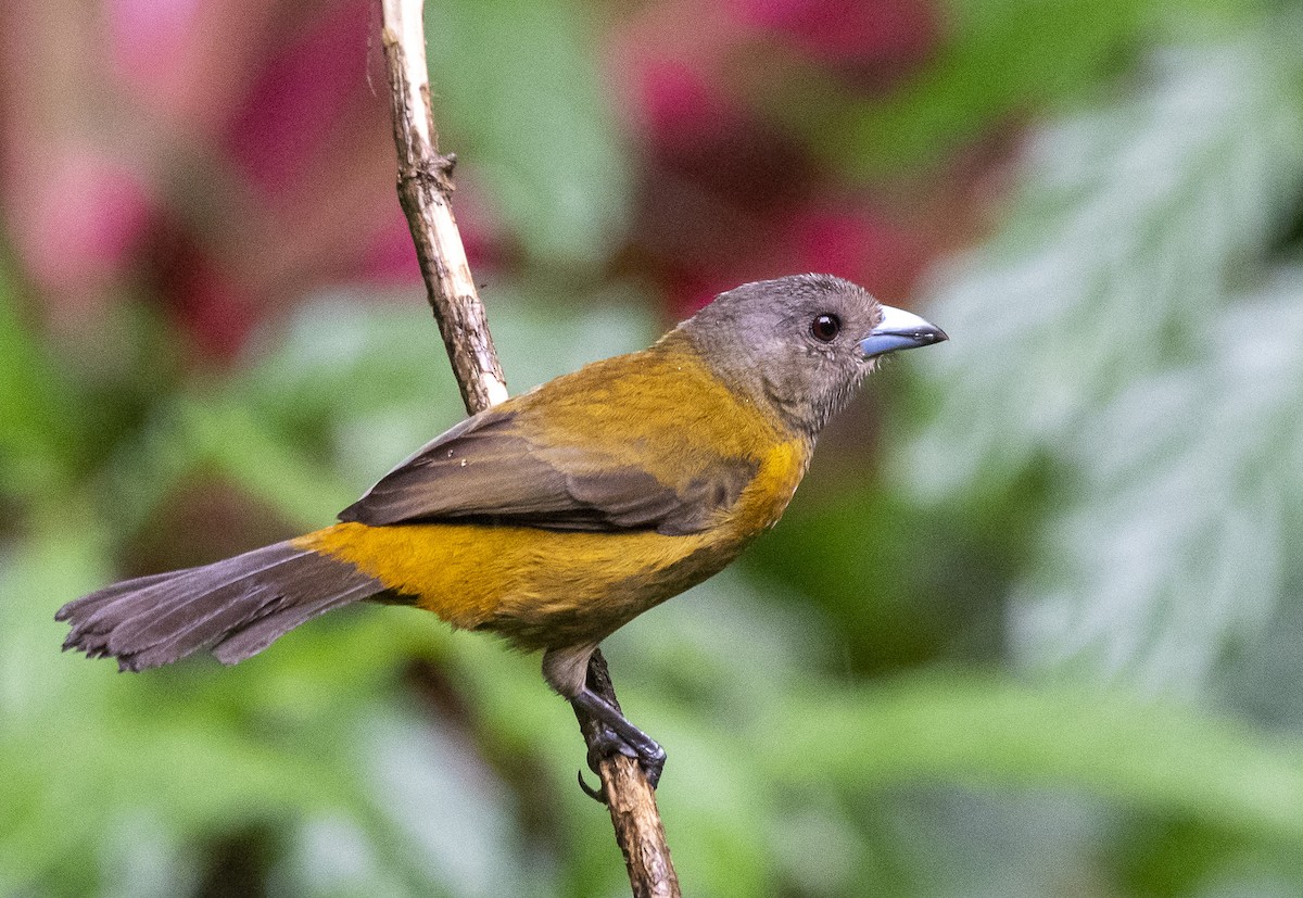 Scarlet-rumped Tanager - ML210326821