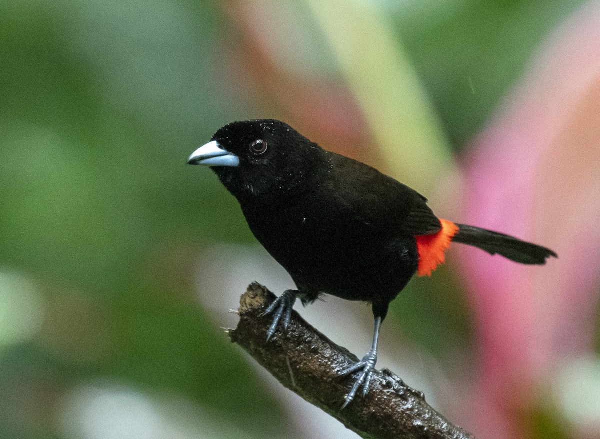 Scarlet-rumped Tanager - ML210326831