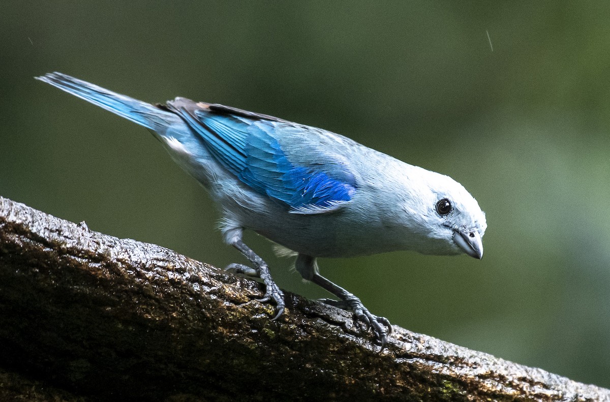 Blue-gray Tanager - ML210326881