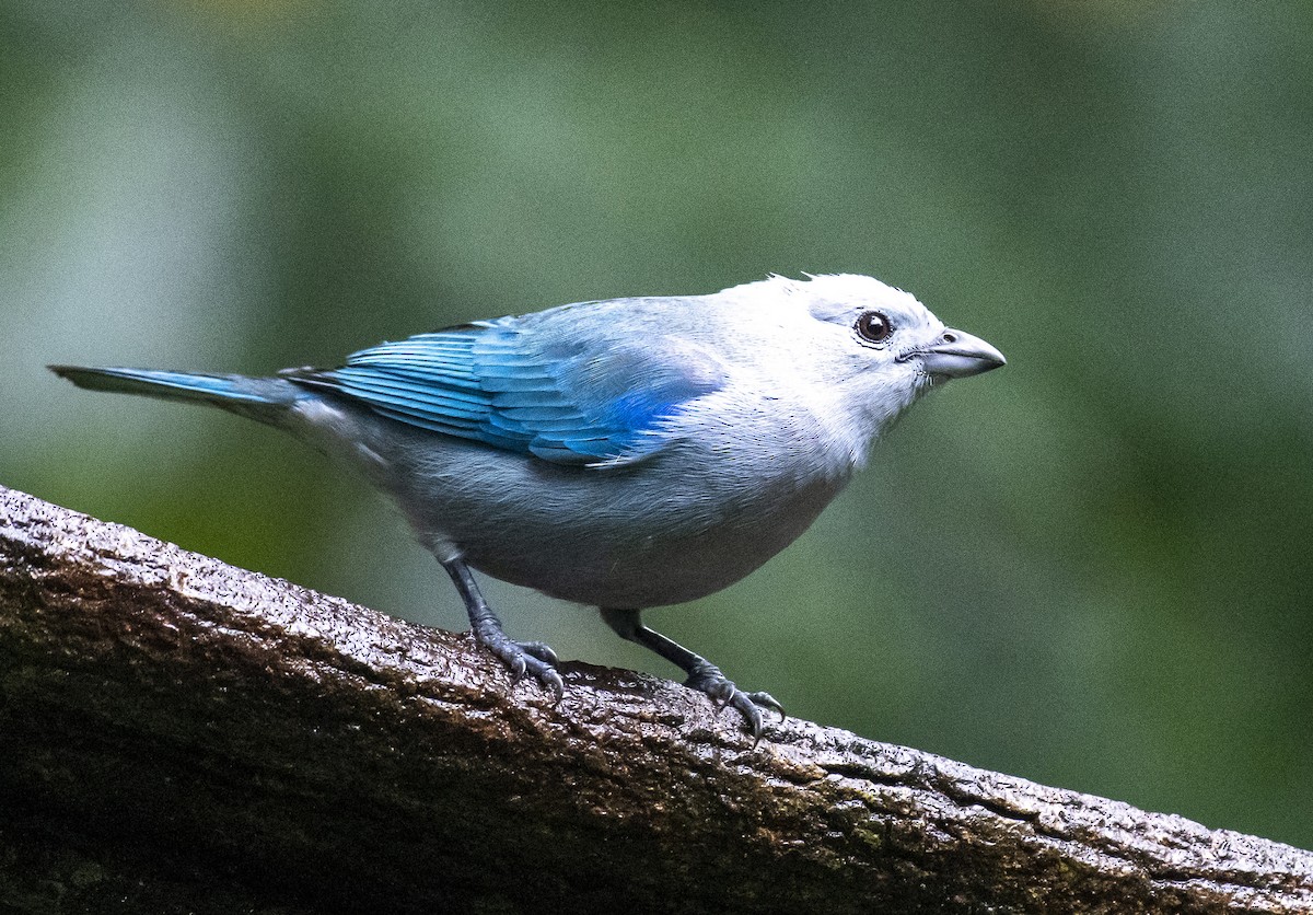 Blue-gray Tanager - ML210326891