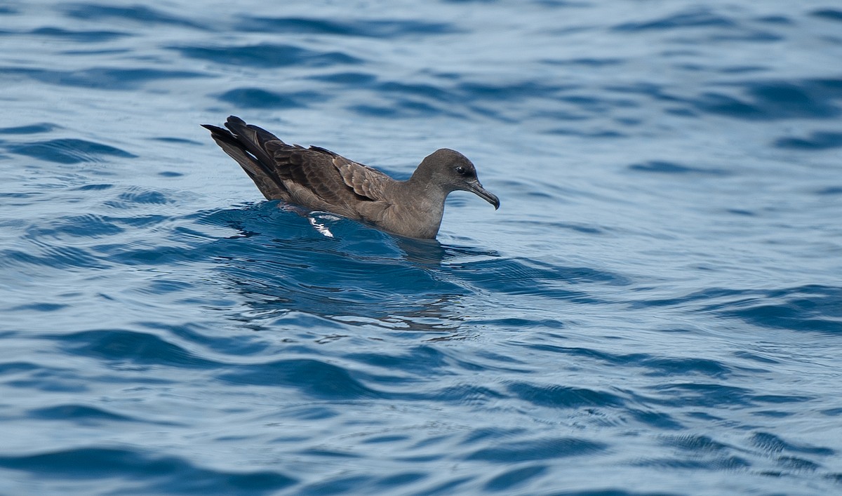 Wedge-tailed Shearwater - Leslie Feasey