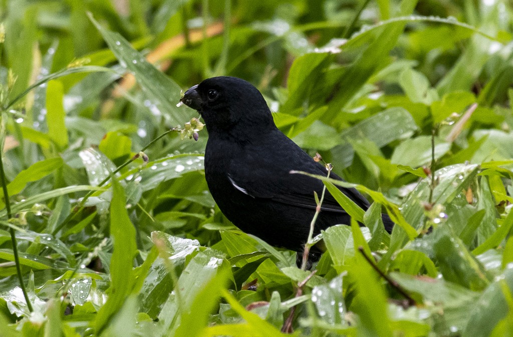 Variable Seedeater - ML210327021