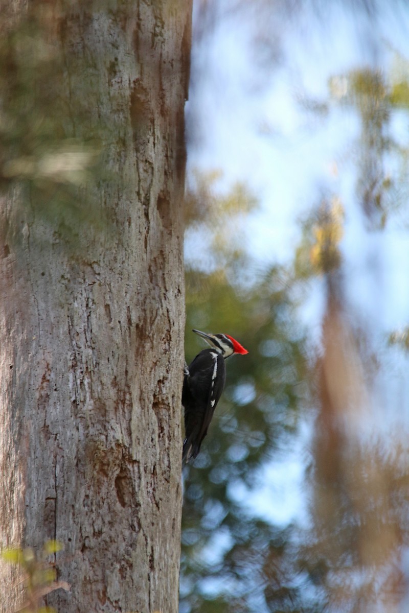 Pileated Woodpecker - ML210329571