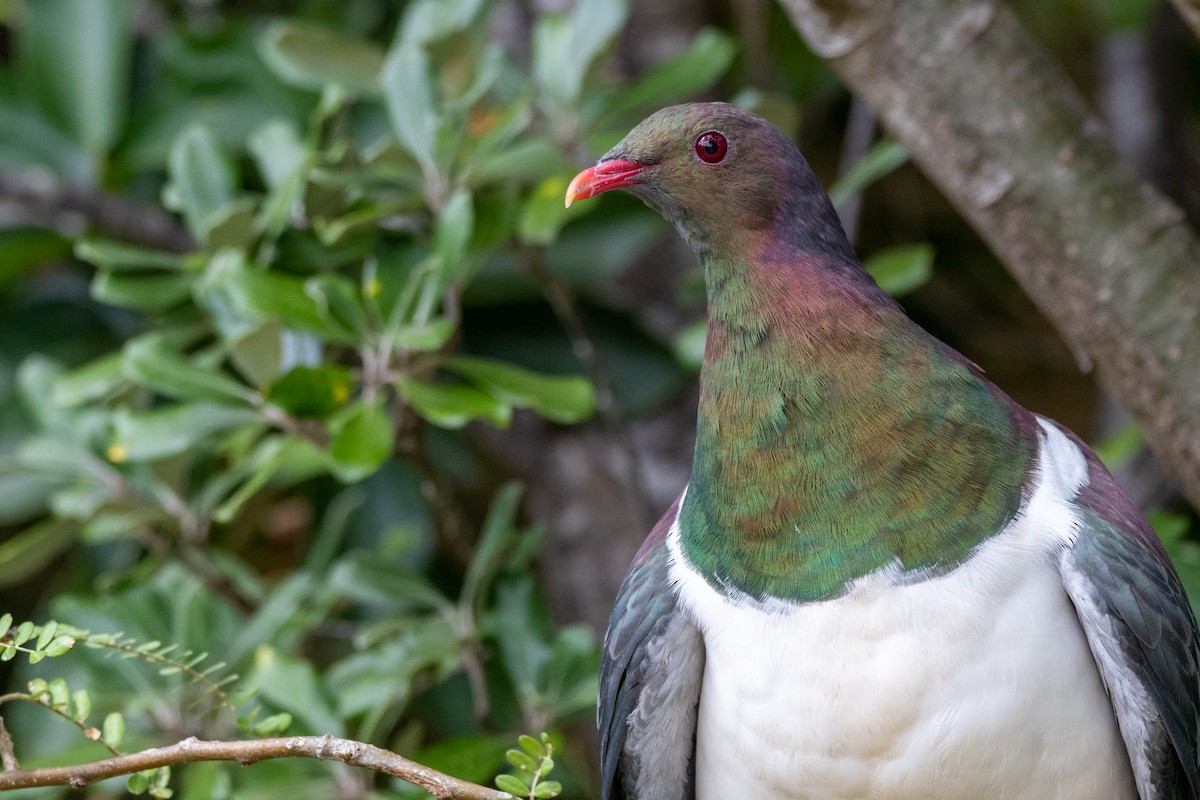 New Zealand Pigeon - ML210329681