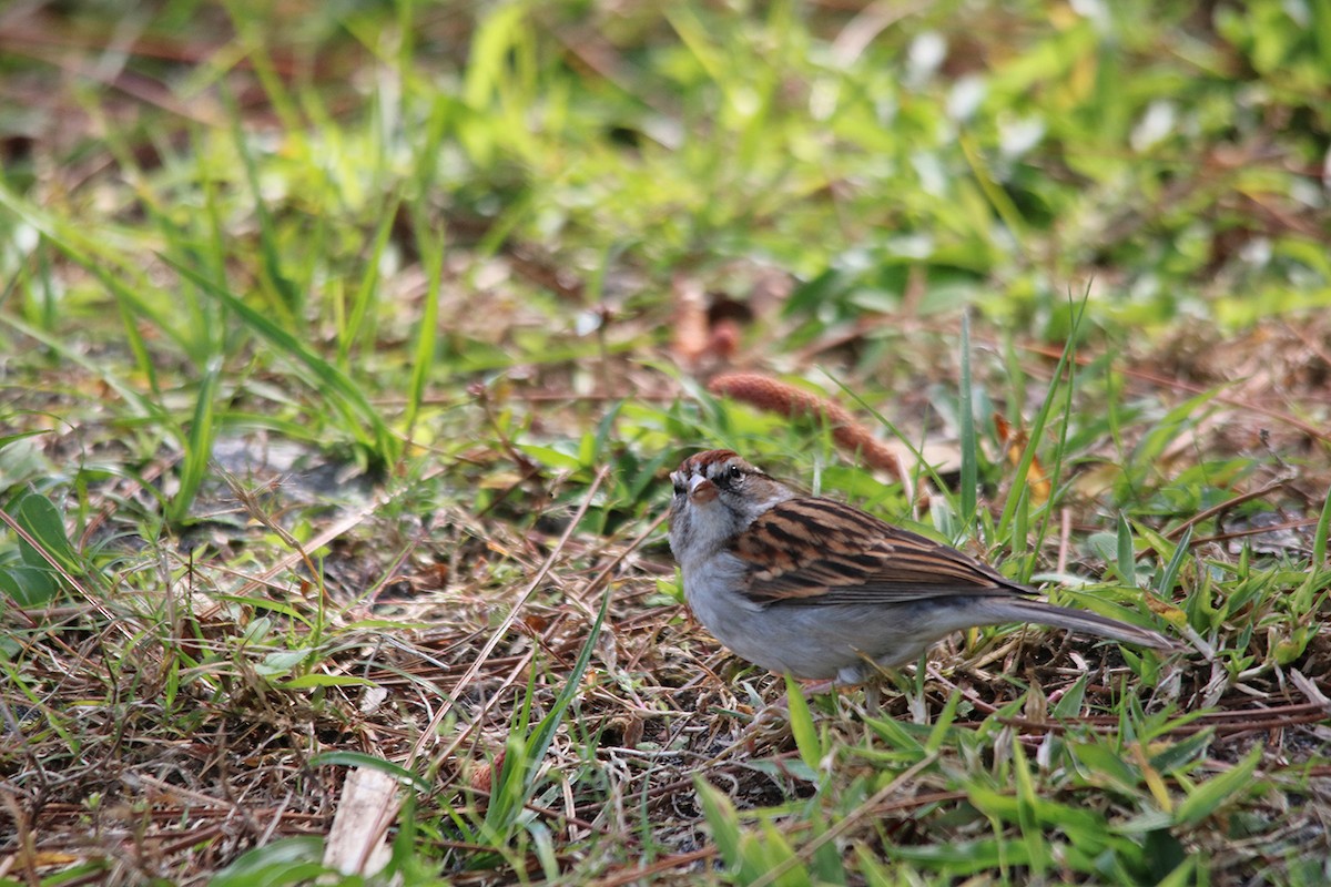 Chipping Sparrow - ML210330071