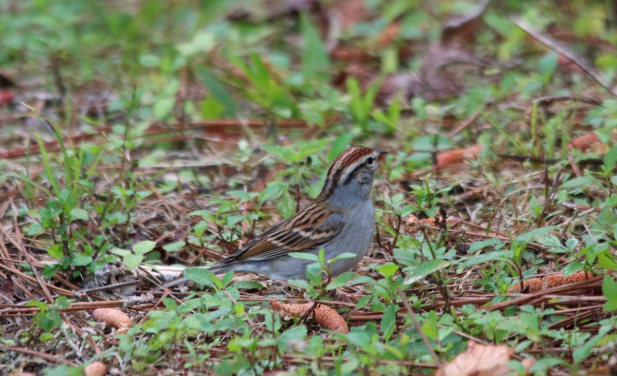 Chipping Sparrow - ML210330081