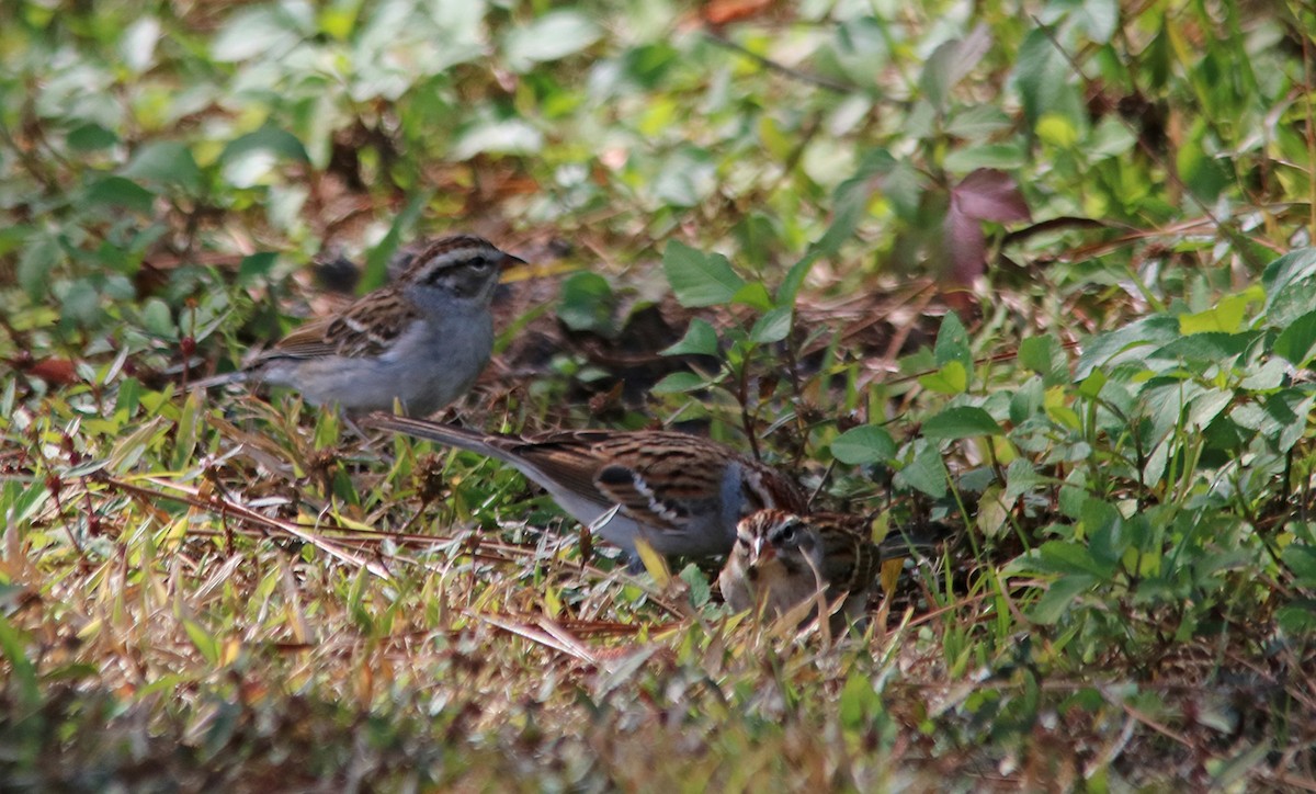 Chipping Sparrow - ML210330091