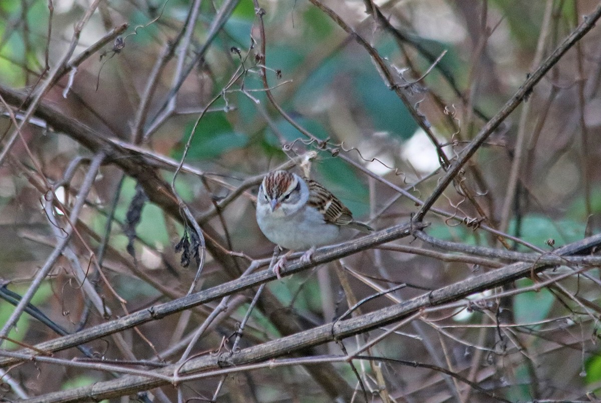 Chipping Sparrow - ML210330101