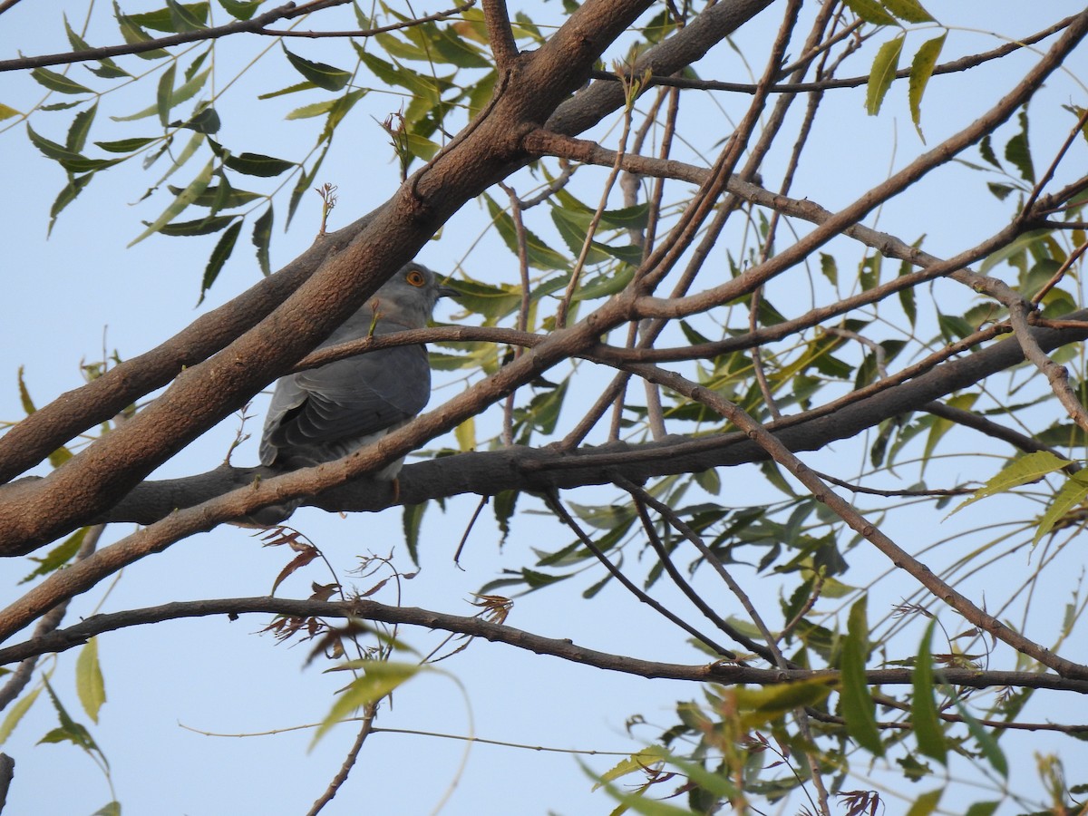 Common Hawk-Cuckoo - Senan D'Souza