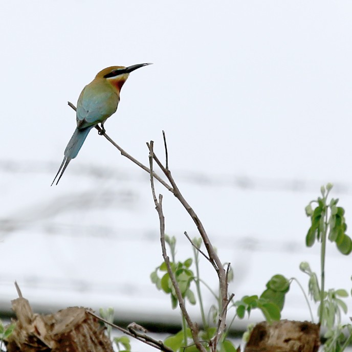 Blue-tailed Bee-eater - ML210342891