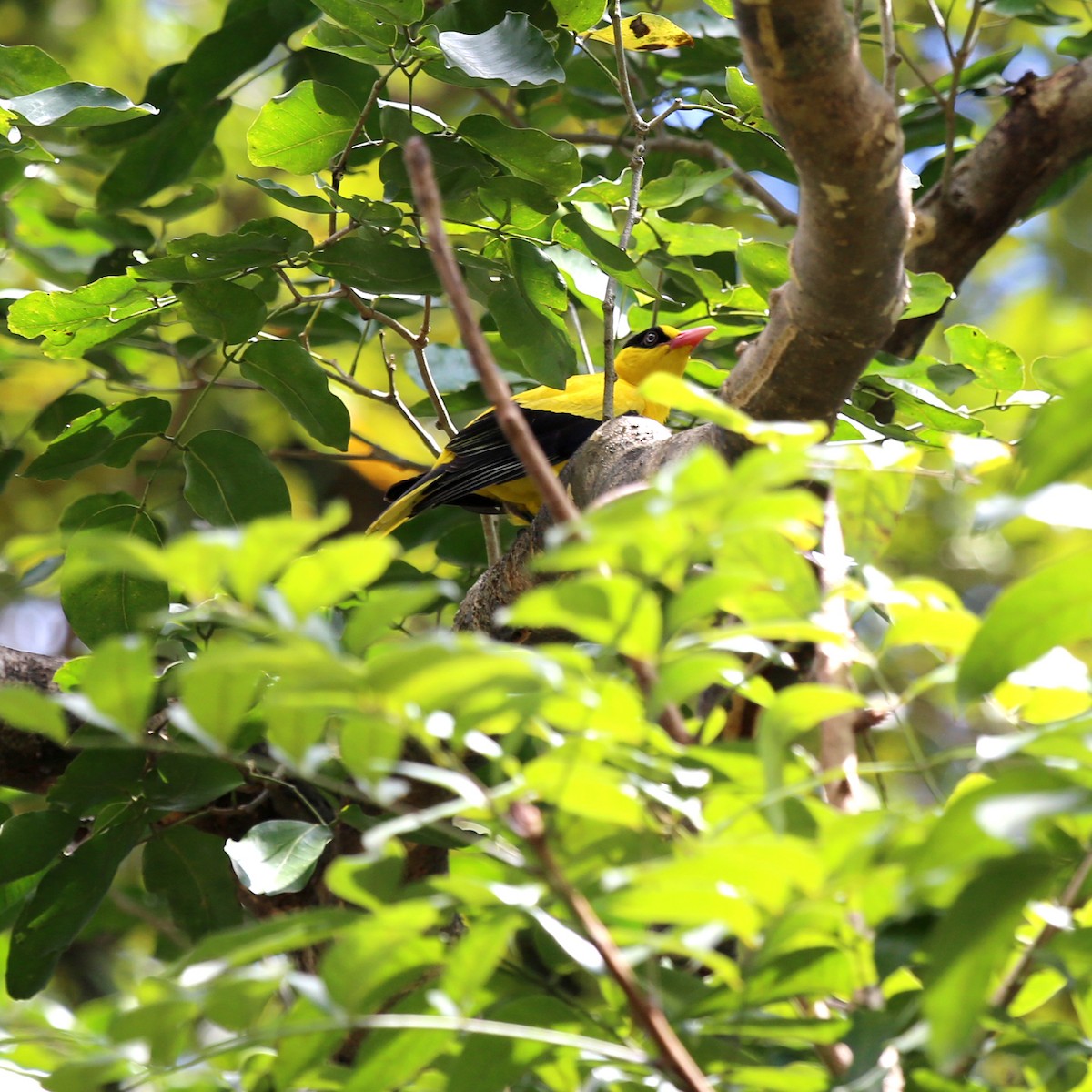 Black-naped Oriole (Philippine) - ML210342921