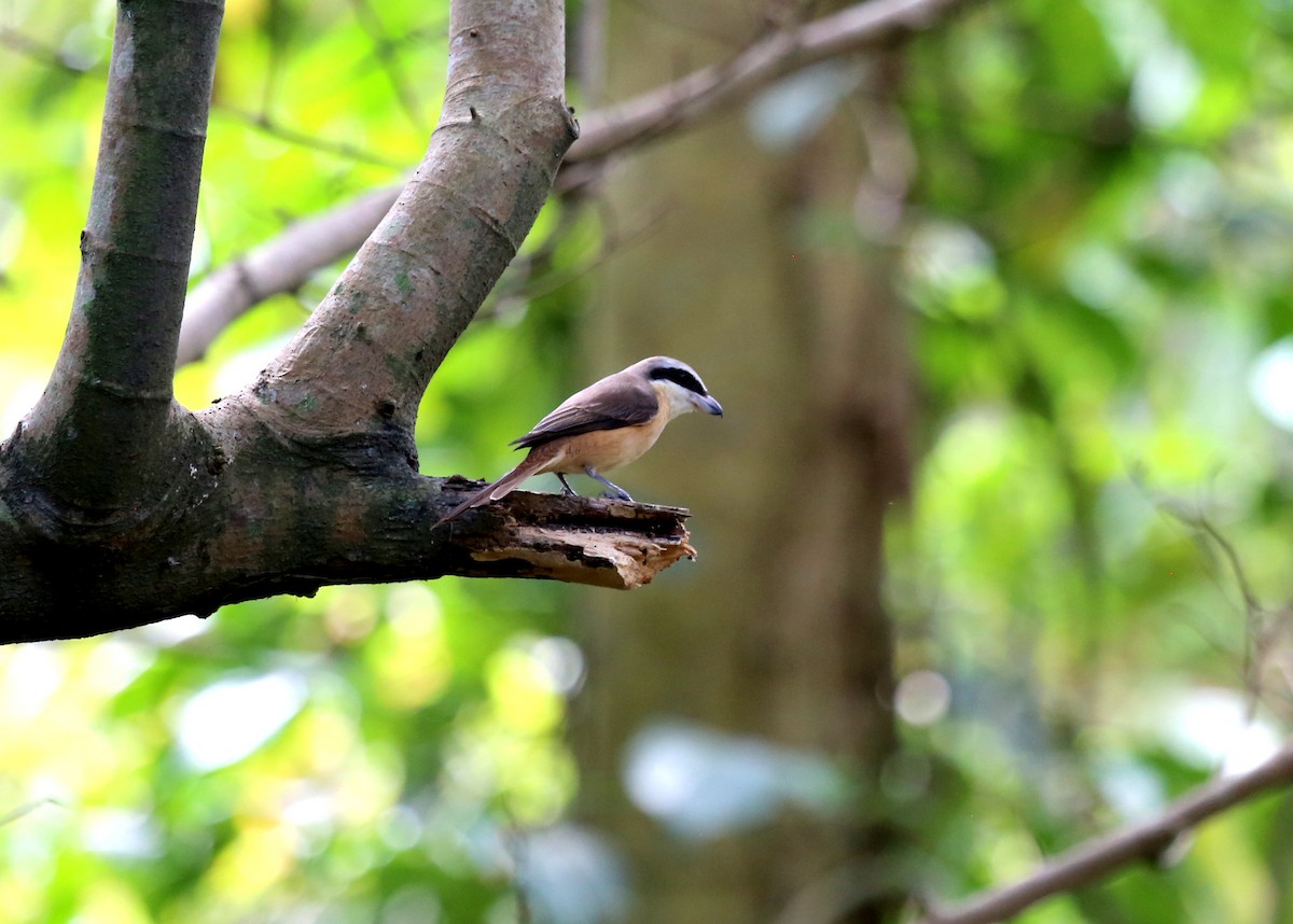 Brown Shrike (Philippine) - ML210342931