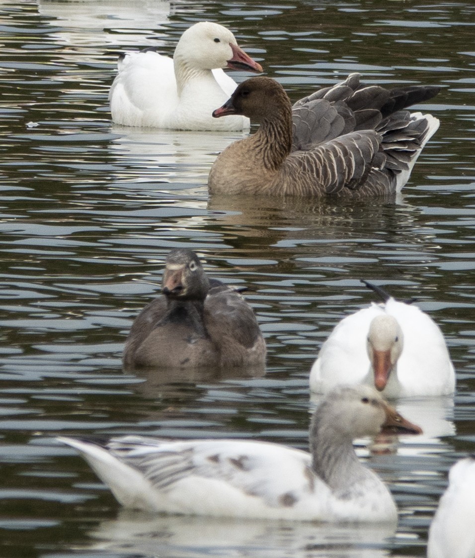 Pink-footed Goose - ML210343371