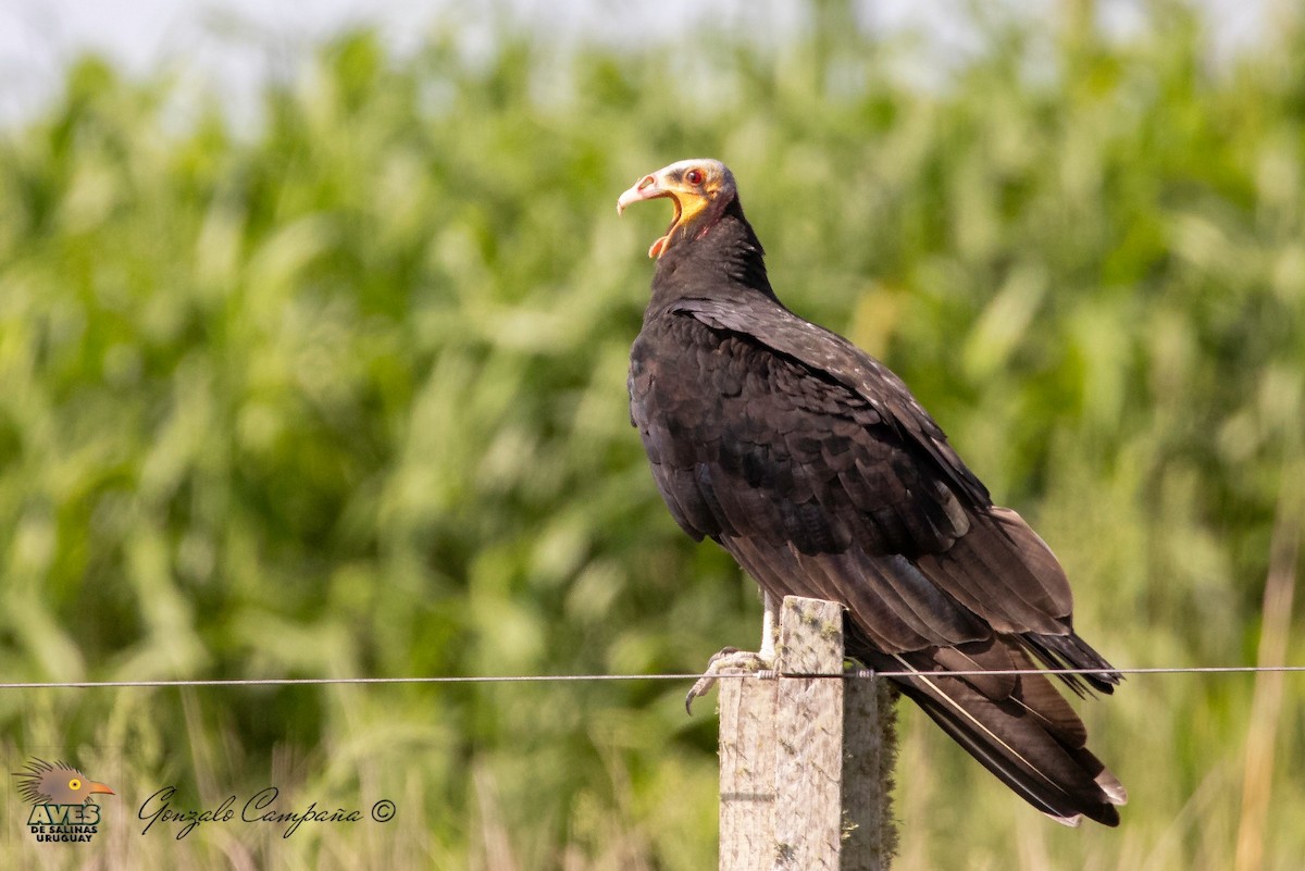 Lesser Yellow-headed Vulture - Gonzalo Campaña Fourcade