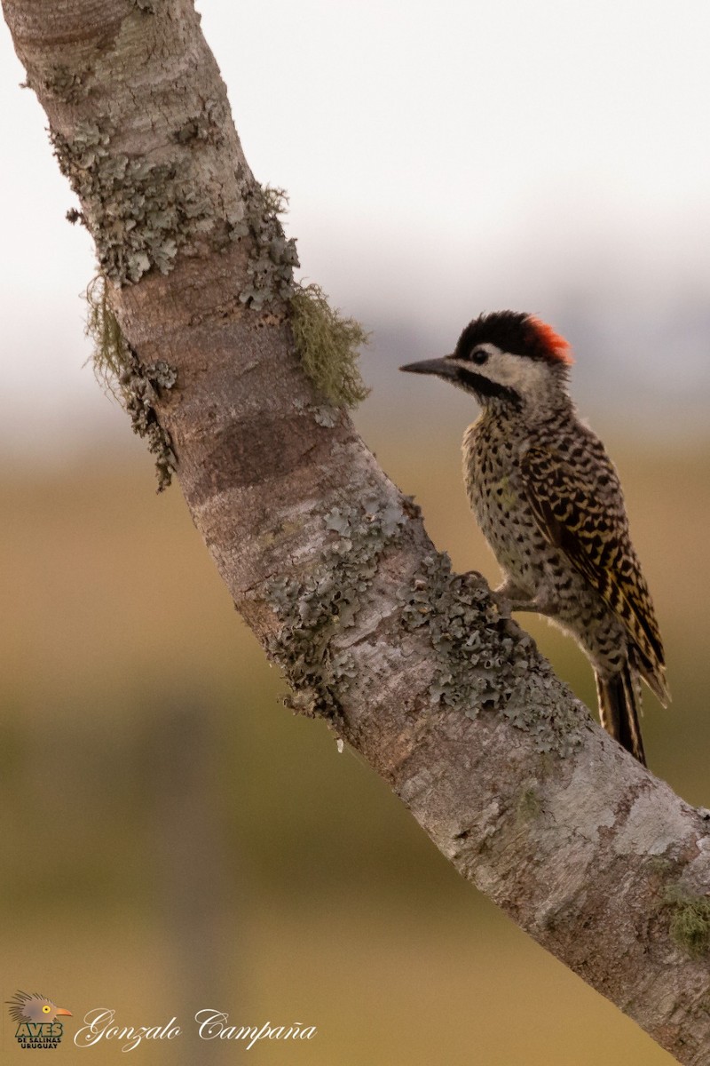 Green-barred Woodpecker - ML210344881