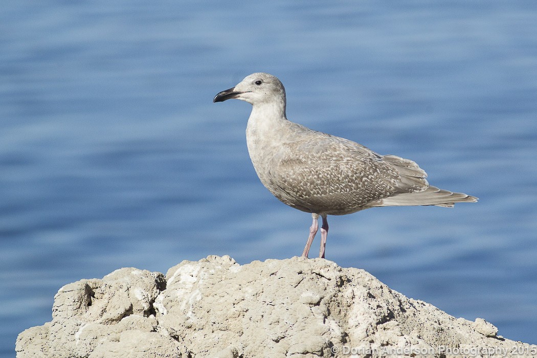 Glaucous-winged Gull - Dorian Anderson