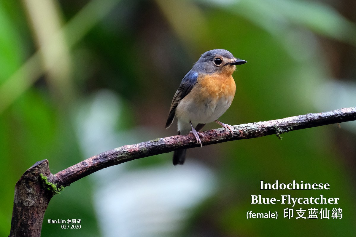 Indochinese Blue Flycatcher - Lim Ying Hien