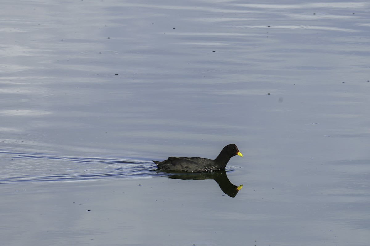 Red-fronted Coot - ML210348471