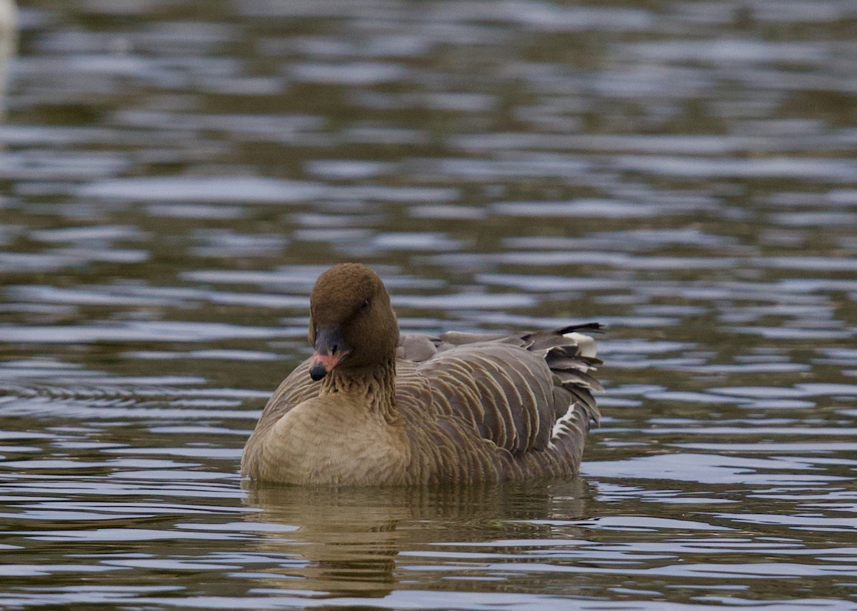 Pink-footed Goose - ML210359991