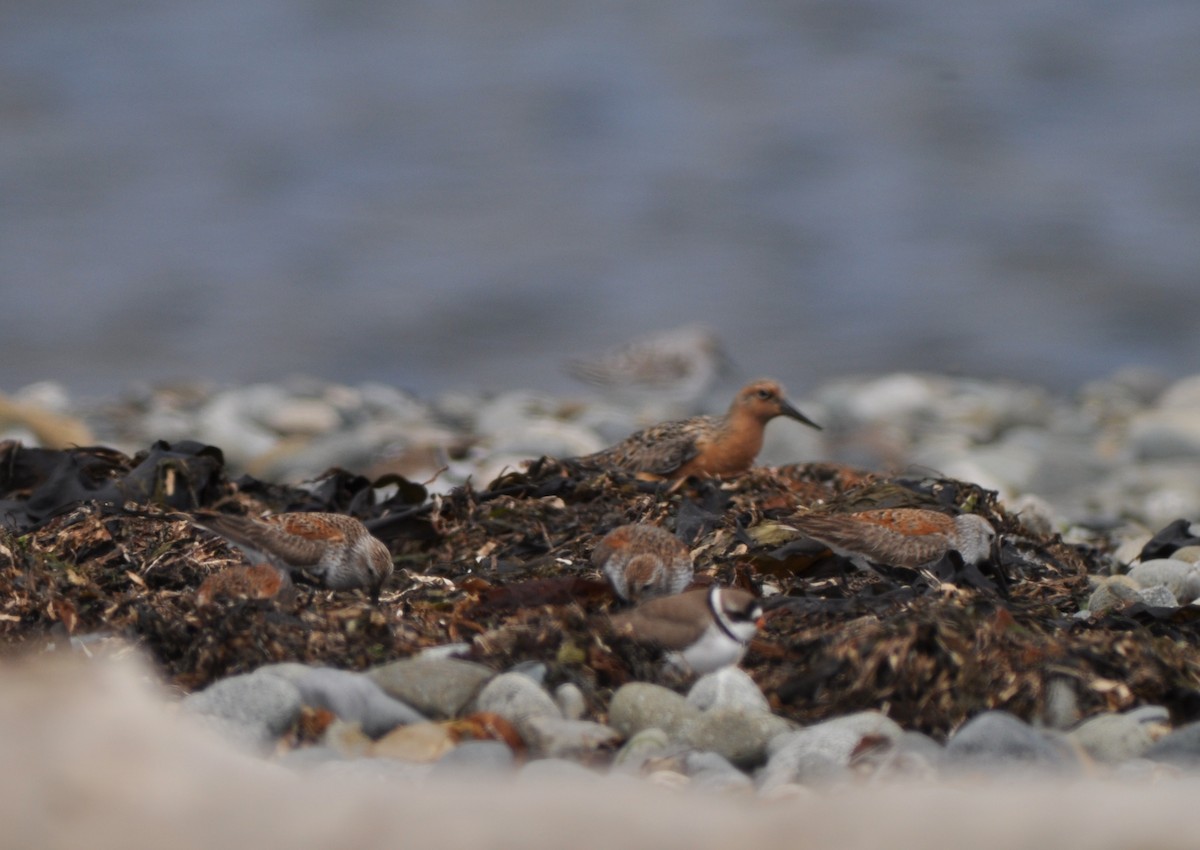 Red Knot - ML21036231