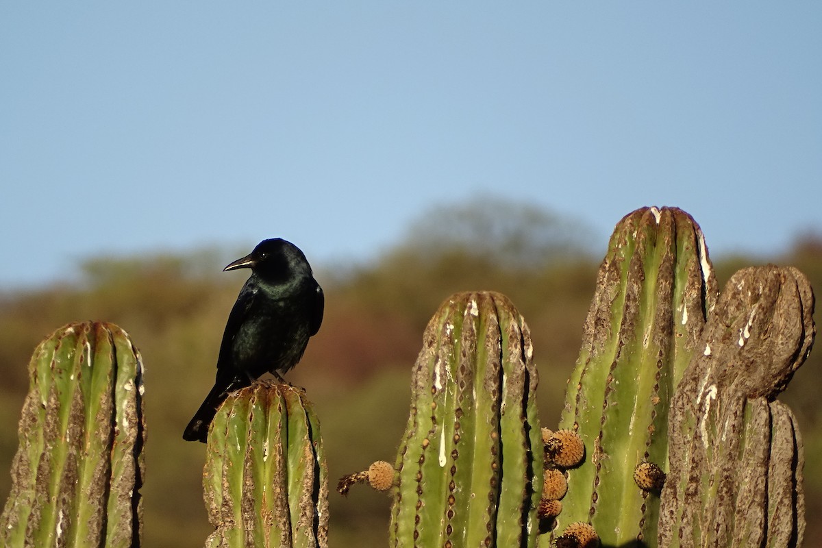 Sinaloa Crow - Mark Dorriesfield