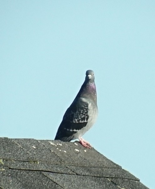 Rock Pigeon (Feral Pigeon) - ML210367301