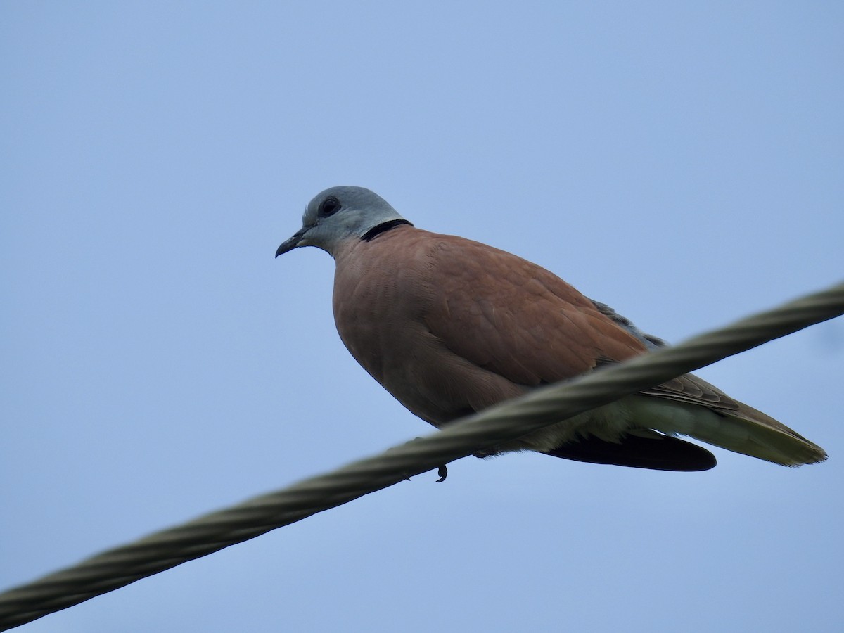 Red Collared-Dove - ML210369081