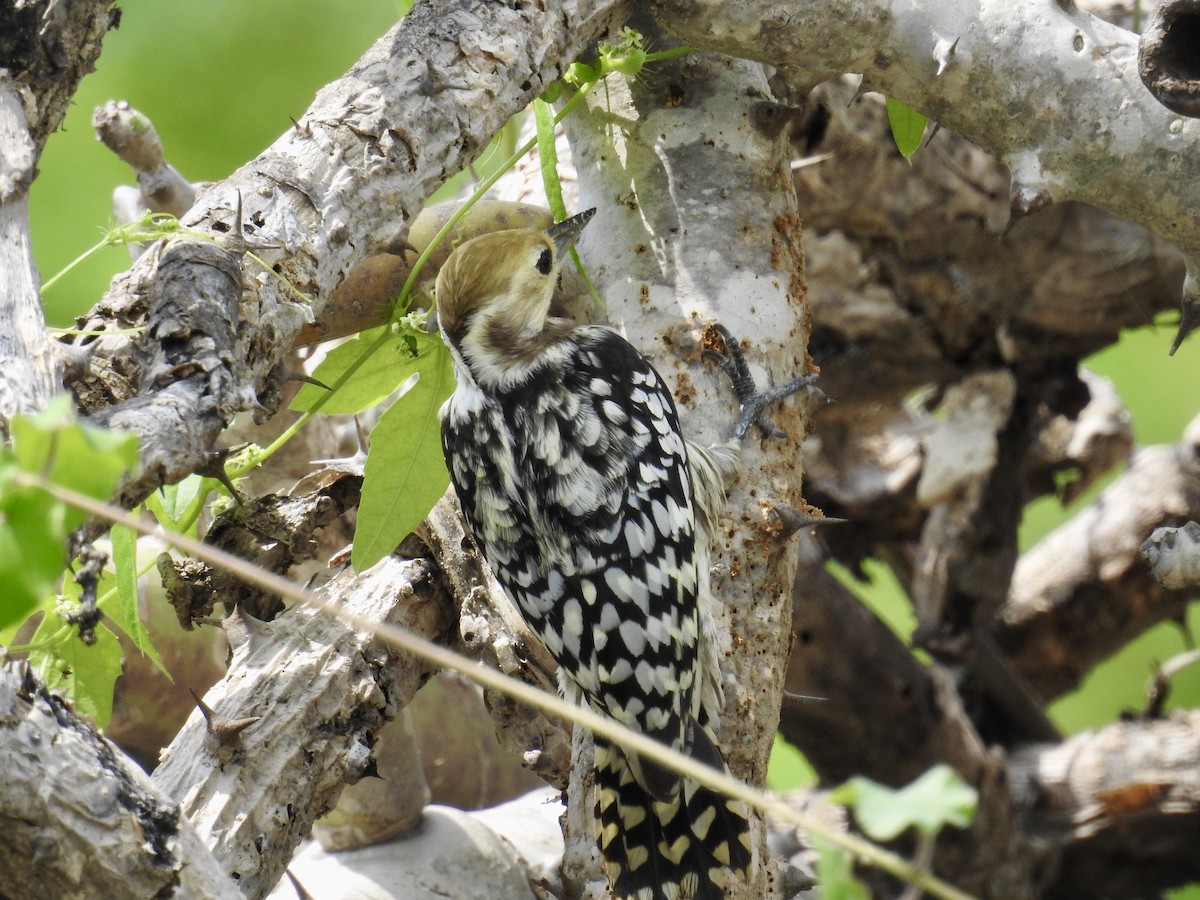 Yellow-crowned Woodpecker - Ruma Sinha