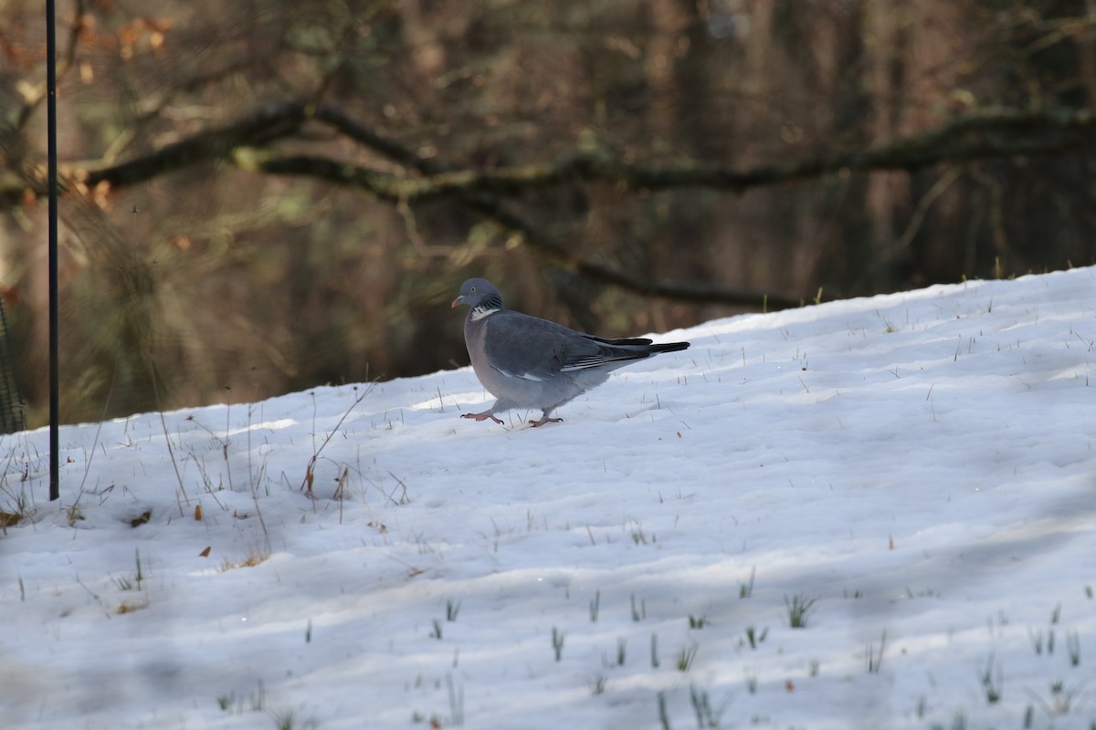 Common Wood-Pigeon - ML210370151