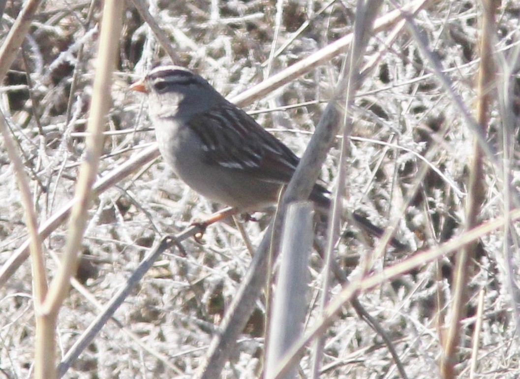 White-crowned Sparrow (Gambel's) - Jim Parker