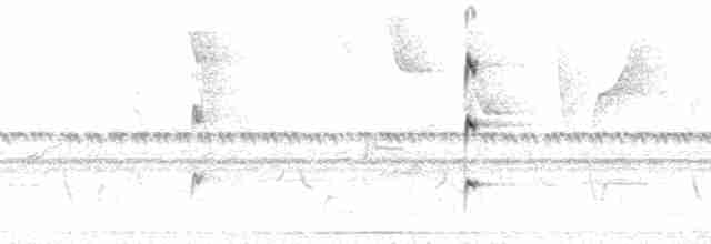 gulbuktykknebb (aureoventris) - ML210372