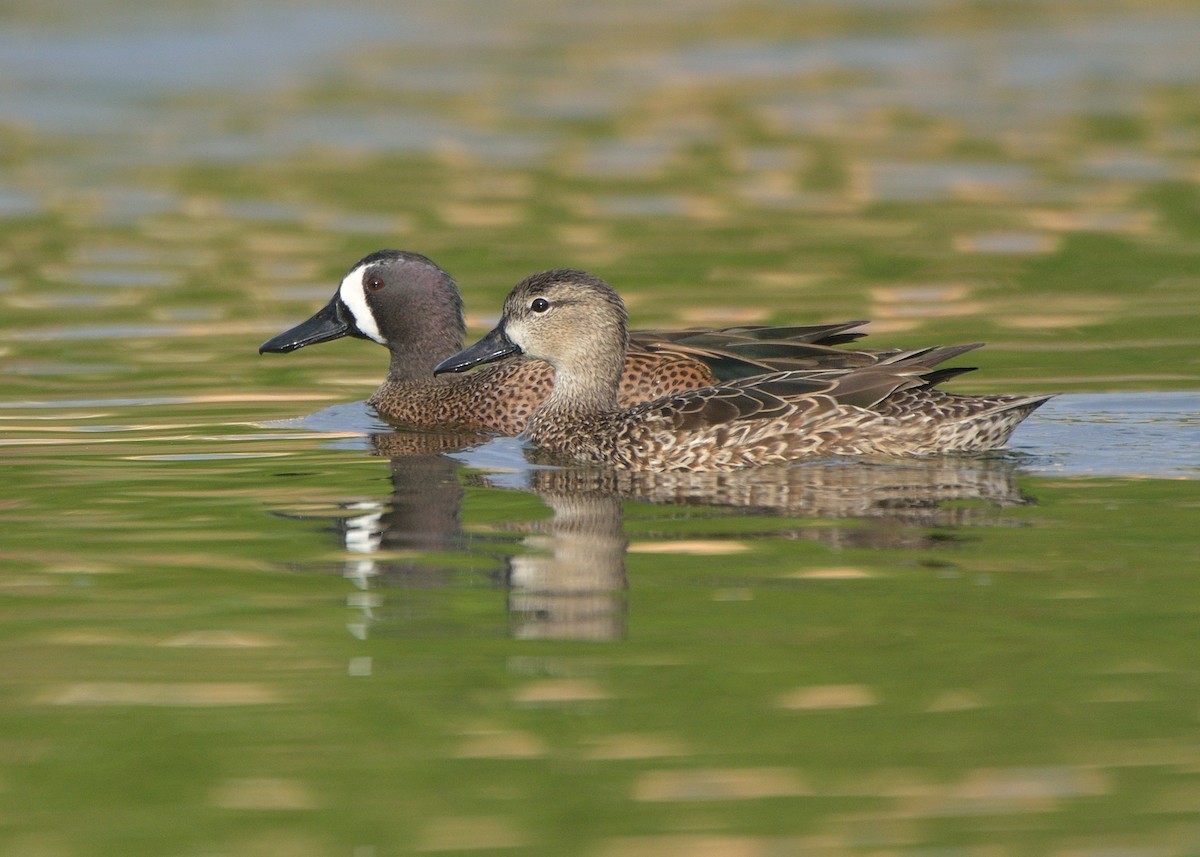 Blue-winged Teal - ML210372981