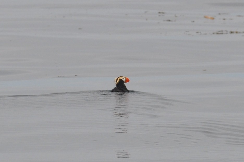 Tufted Puffin - ML21037621