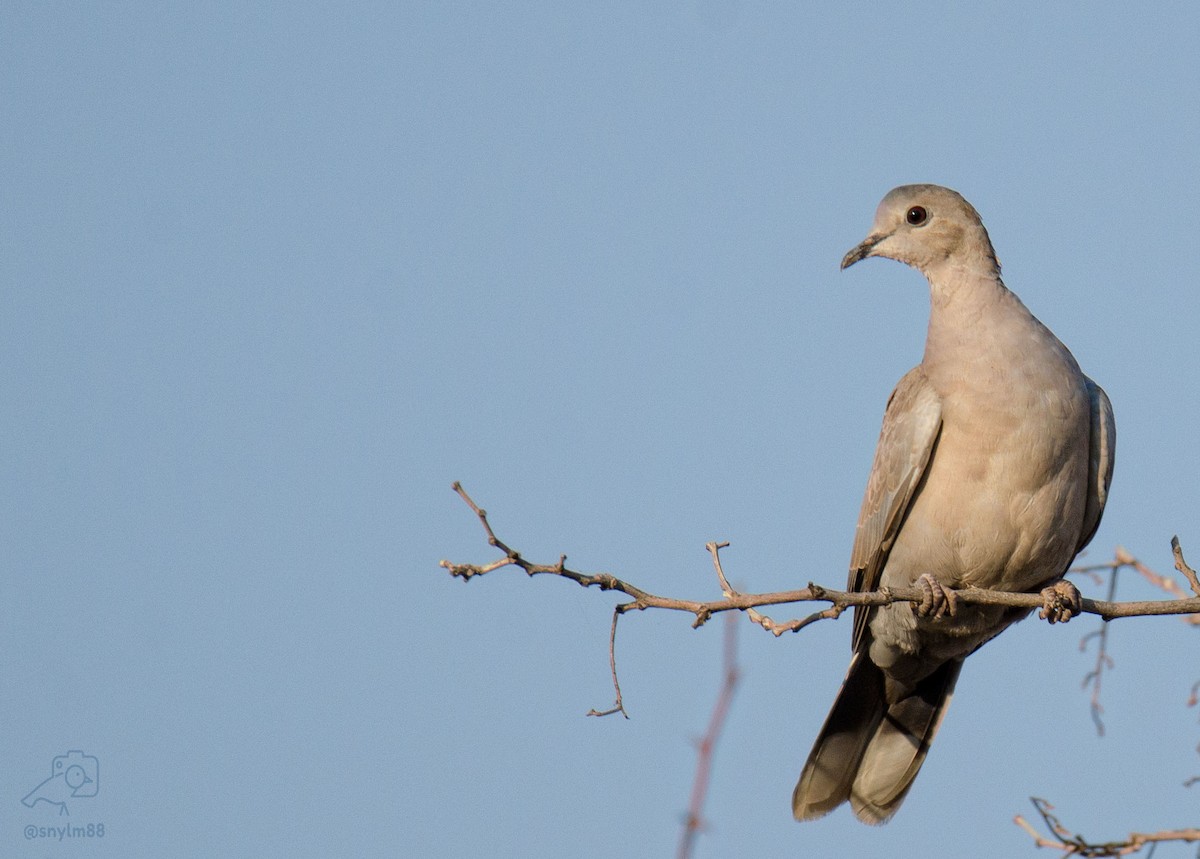 Eurasian Collared-Dove - ML210378591