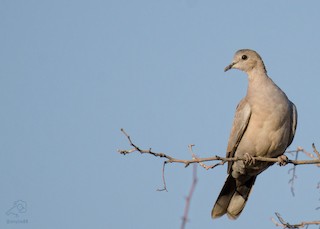 Eurasian Collared-Dove, ML210378591
