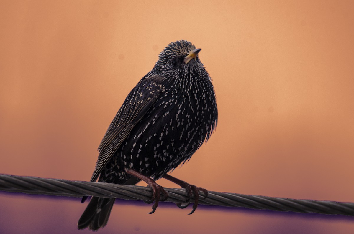 European Starling - Sinan Yılmaz