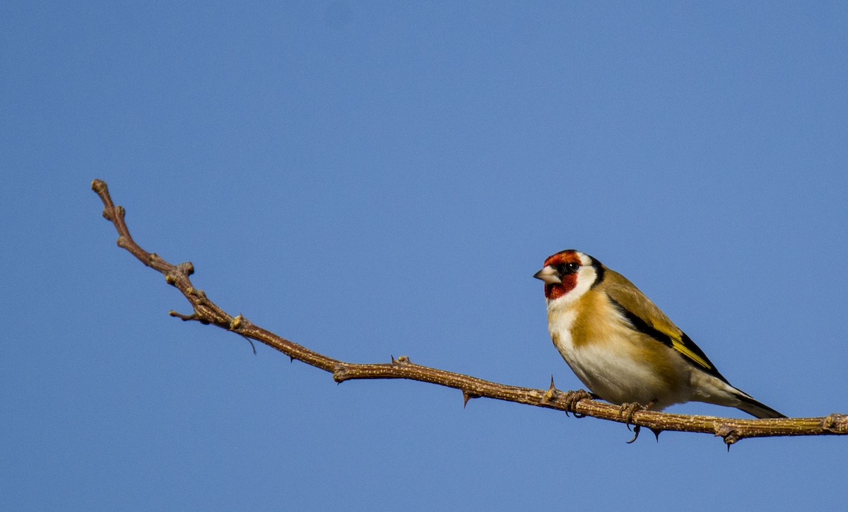 European Goldfinch - Sinan Yılmaz