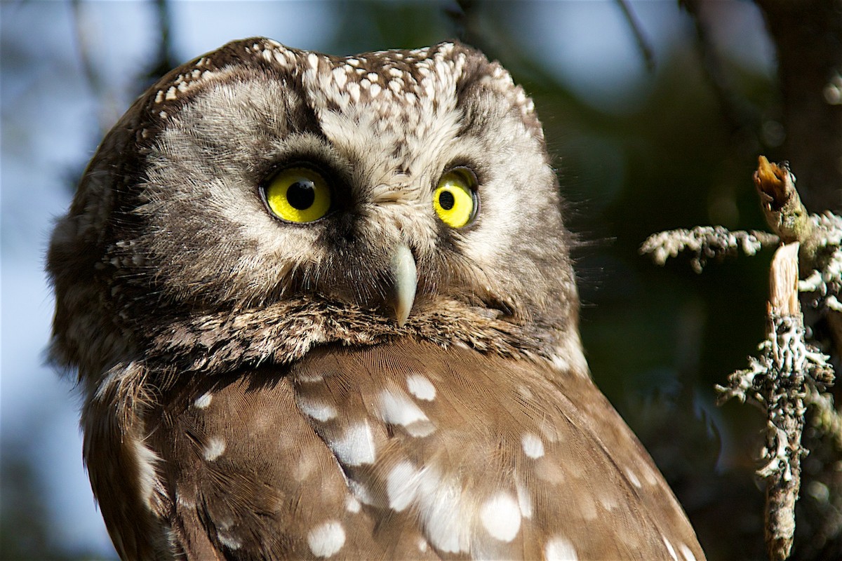 Boreal Owl - Detcheverry Joël